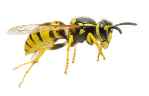 Wasp PNG-74627